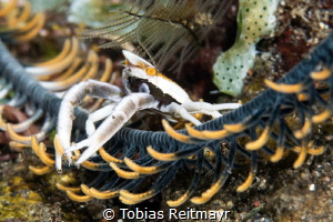 Squat lobster on feather star, Coral Garden, Bali by Tobias Reitmayr 